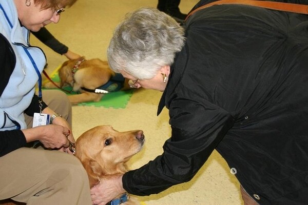 Τα Golden Retrievers παρηγορούν τους κατοίκους του Newtown