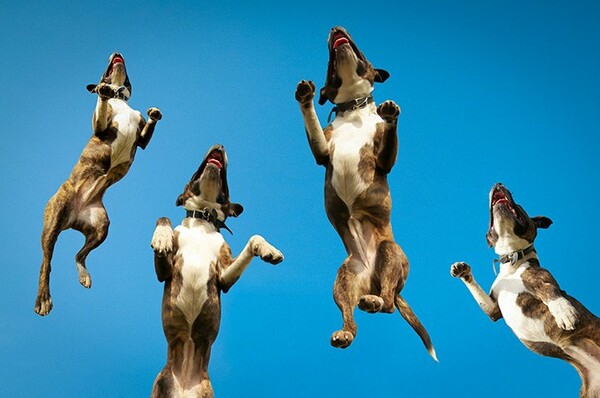 Εννέα ιπτάμενα σκυλιά