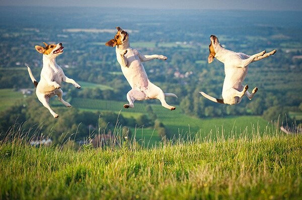 Εννέα ιπτάμενα σκυλιά