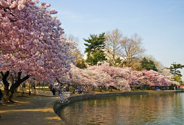 27 εικόνες και gif με ανθισμένες κερασιές στην Ιαπωνία