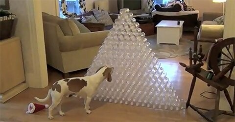 Ένας σκύλος καταστρέφει το χριστουγεννιάτικό του δώρο 