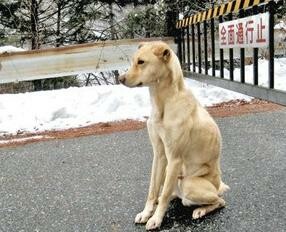 Πιστός σκύλος διασώθηκε ενώ περίμενε μια εβδομάδα το αφεντικό του στο βουνό