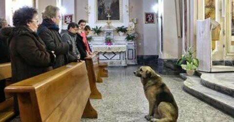 Ο σκύλος που πηγαίνει κάθε μέρα στην εκκλησία που κηδεύτηκε η ιδιοκτήτριά του, με την ελπίδα να την δει