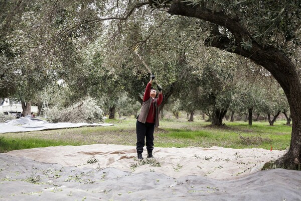 Το πρώτο λάδι της χρονιάς