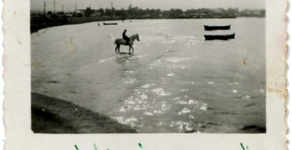 Τζιτζιφιές, 1953