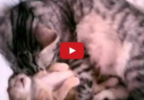ΑΥΤΟ είναι το πιο τρυφερό βίντεο με γάτες που έχω δει (μέχρι στιγμής)
