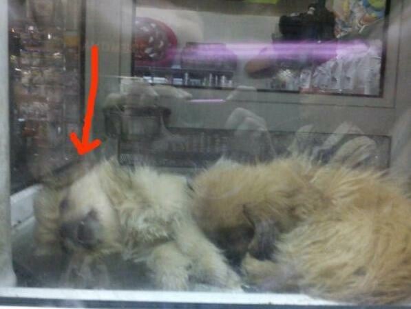Νεκρό κουτάβι σε βιτρίνα pet shop στο Παγκράτι