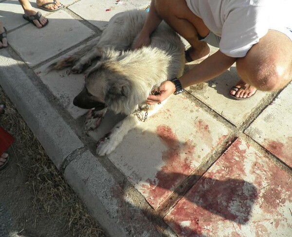 UPDATE για το βασανισμό σκύλου με αυτοκίνητο: Καταδικάστηκε τελικά ο αυτουργός!