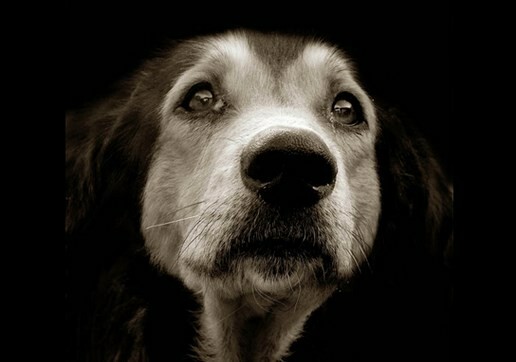 Where The Dogs Have No Name