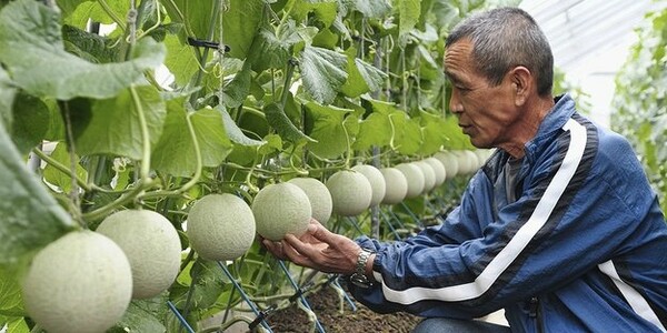 ΦΩΤΟΓΡΑΦΙΕΣ: Το πιο εξωφρενικά ακριβό «σαλόνι» φρούτων της Ιαπωνίας