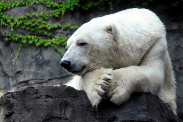 Πέντε λόγοι που θα μας λείψει ο Gus, η "διπολική" πολική αρκούδα