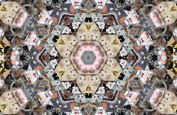 Catleidoscope