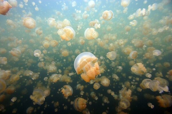 10 ονειρικές- υποβρύχιες φωτογραφίες 