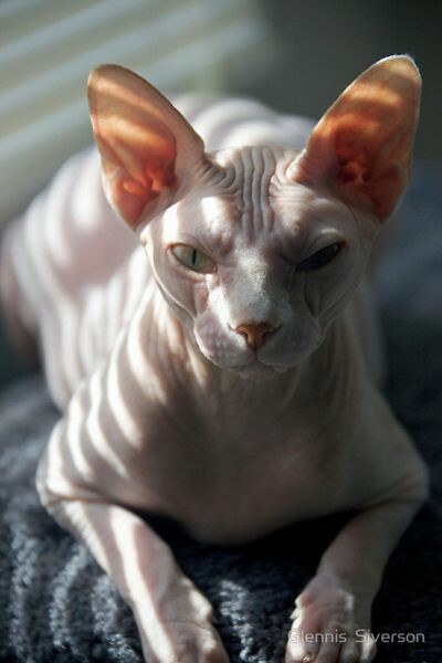 16 γάτες Sphynx