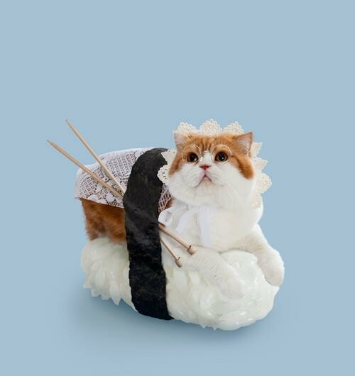 Sushi Cats: To πιο χαριτωμένο, ακαταλαβίστικο wtf των ημερών .