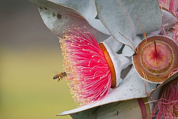 7 βραβευμένες εικόνες ζώων του Australian Geographic