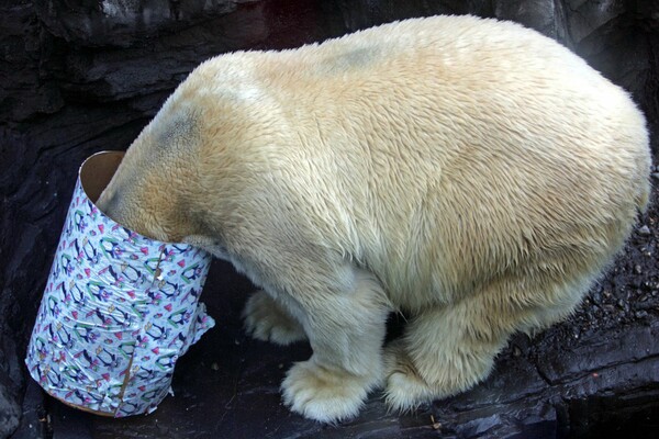 Πέντε λόγοι που θα μας λείψει ο Gus, η "διπολική" πολική αρκούδα