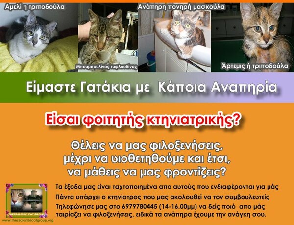 Εθελοντισμός στην Θεσσαλονίκη #3: Σώζοντας κακοποιημένες γάτες