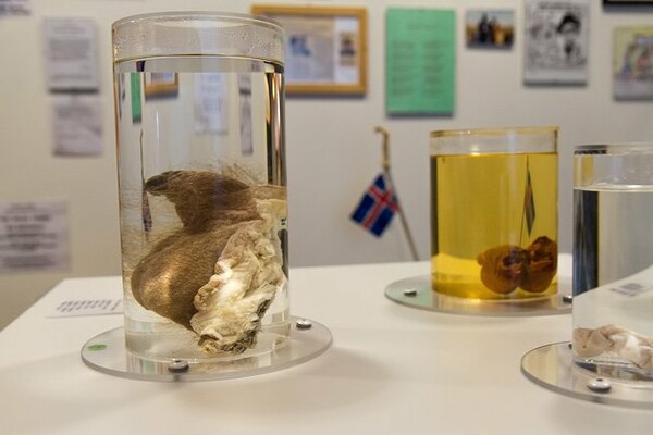 Μουσείο Πέους στην Ισλανδία