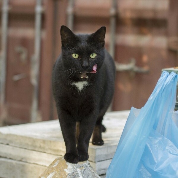 #LIFOPETS (25): Αυτά είναι τα κατοικίδιά μας