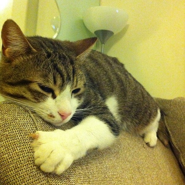 #LIFOPETS (18): Αυτά είναι τα κατοικίδιά μας