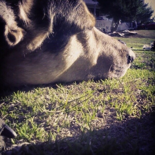 #LIFOPETS (25): Αυτά είναι τα κατοικίδιά μας