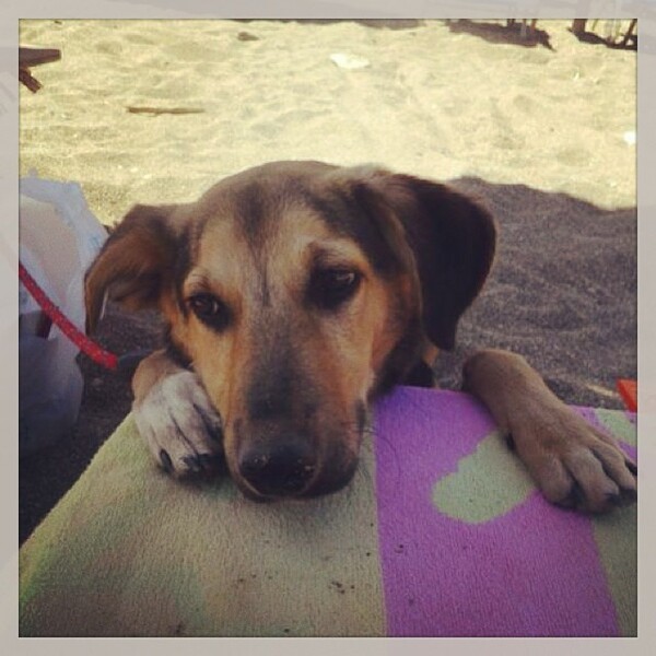 #LIFOPETS (18): Αυτά είναι τα κατοικίδιά μας