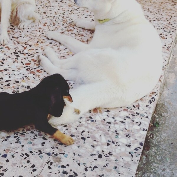 #LIFOPETS (18): Αυτά είναι τα κατοικίδιά μας