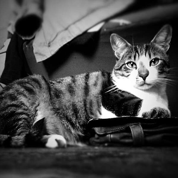  #LIFOPETS (26): Αυτά είναι τα κατοικίδιά μας