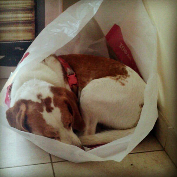 #LIFOPETS (6): Αυτά είναι τα κατοικίδιά μας