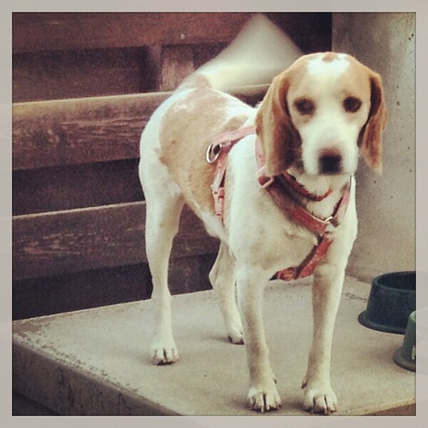 #LIFOPETS (15): Αυτά είναι τα κατοικίδιά μας