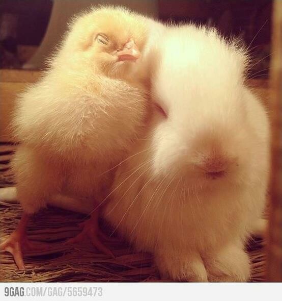 Baby Birds!