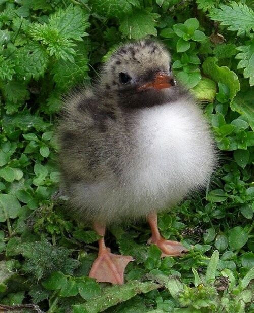 Baby Birds!