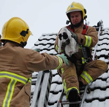20 γατούλες που διασώθηκαν από πυροσβέστες!