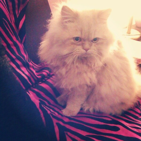 #LIFOPETS (25): Αυτά είναι τα κατοικίδιά μας