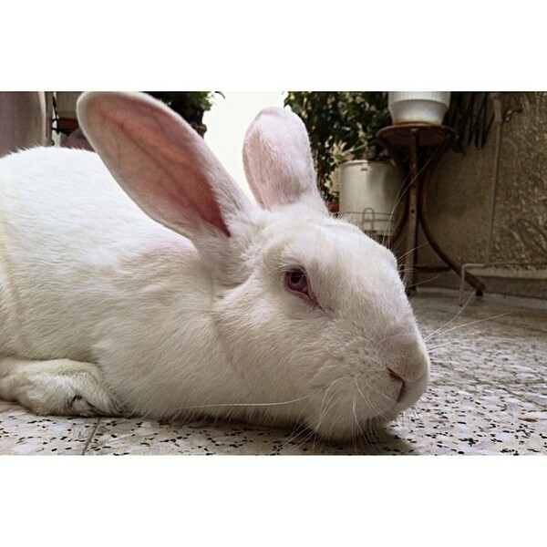 #LIFOPETS (24): Αυτά είναι τα κατοικίδιά μας