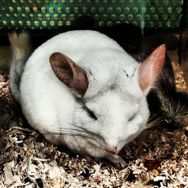 #LIFOPETS (18): Αυτά είναι τα κατοικίδιά μας
