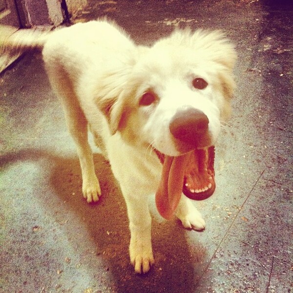 #LIFOPETS (25): Αυτά είναι τα κατοικίδιά μας