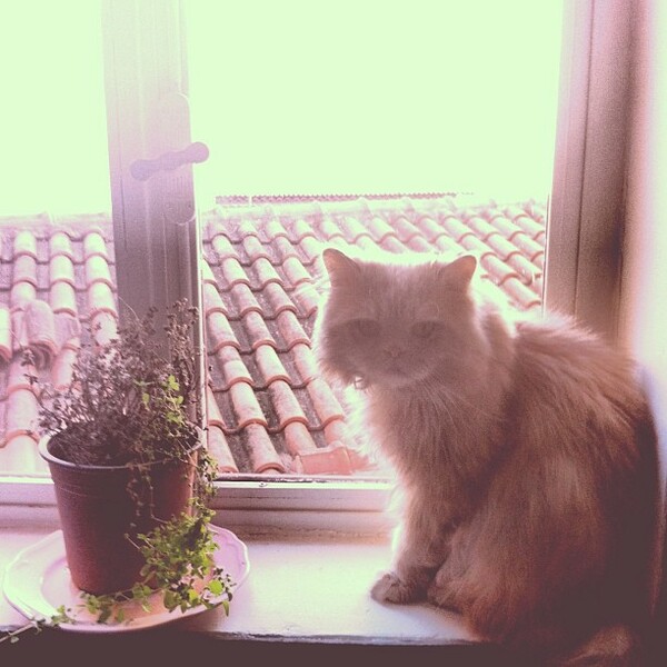 #LIFOPETS (1): Αυτά είναι τα κατοικίδιά μας