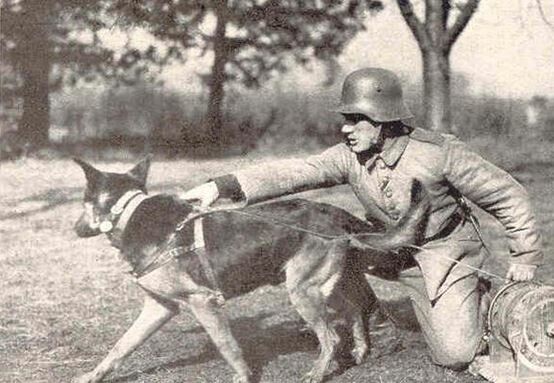 Οι σκύλοι καμικάζι του Β' Παγκοσμίου Πολέμου