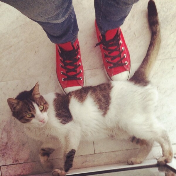 #LIFOPETS (25): Αυτά είναι τα κατοικίδιά μας