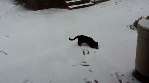 Η γάτα που είδε για πρώτη φορά χιόνι