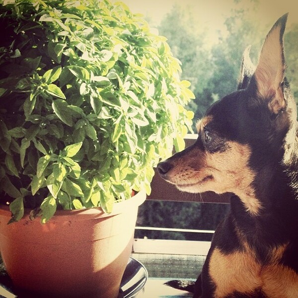 #LIFOPETS (13): Αυτά είναι τα κατοικίδιά μας