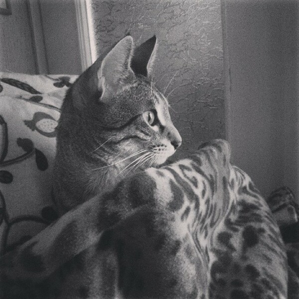 #LIFOPETS (20): Αυτά είναι τα κατοικίδιά μας 