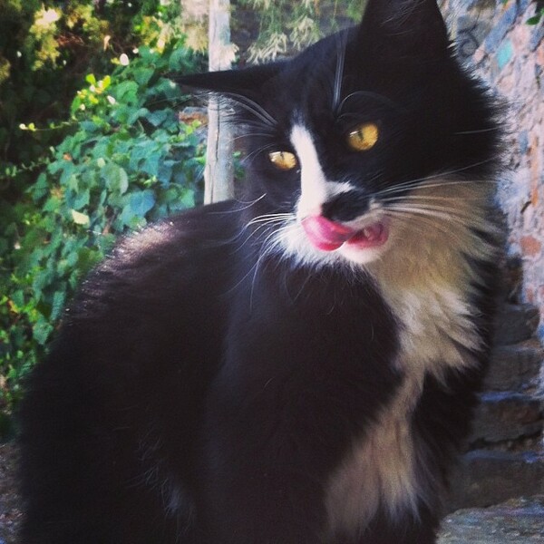 #LIFOPETS (18): Αυτά είναι τα κατοικίδιά μας