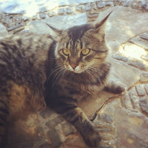 #LIFOPETS (18): Αυτά είναι τα κατοικίδιά μας