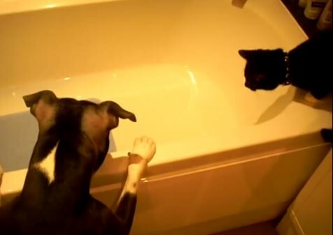 Βίντεο: H μπανιέρα που ξεκίνησε το μίσος της γάτας για το σκύλο
