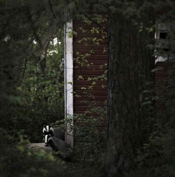 Τα ζώα σε ένα ερειπωμένο σπίτι της Φιλανδίας