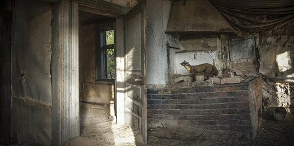 Τα ζώα σε ένα ερειπωμένο σπίτι της Φιλανδίας