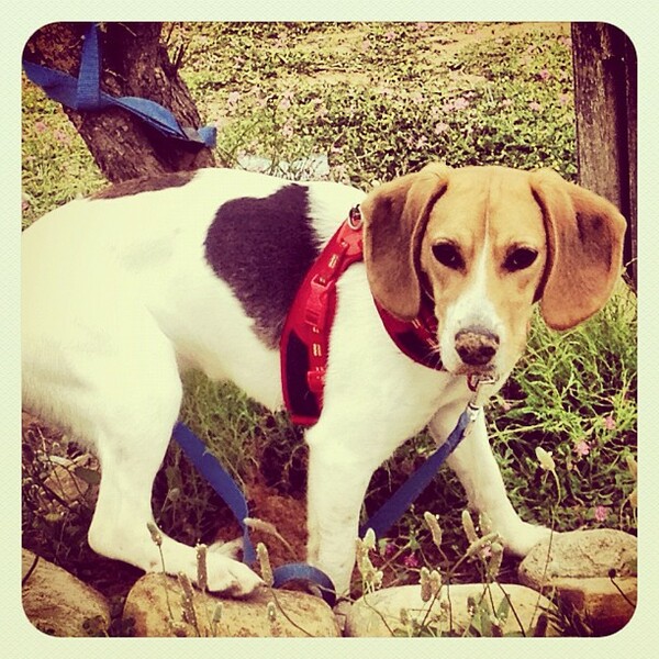 #LIFOPETS (25): Αυτά είναι τα κατοικίδιά μας